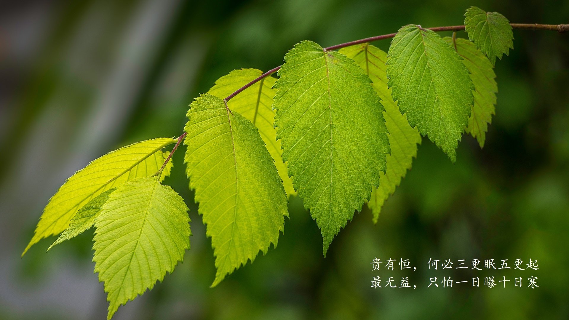 爱游戏app活动-中小学体育课程与地方特色体育资源融合机制，中小学体育课程教学改革