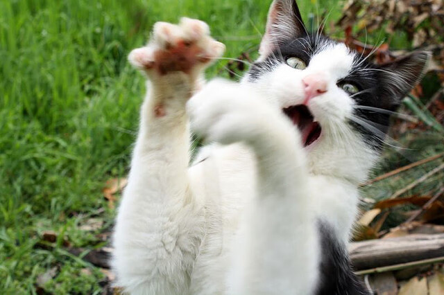 五大联赛替补出场效率分析是否能优化轮换思路，五大联赛换人名额