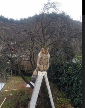 爱游戏入口-美国选手前100米滑行占比略有增加，美国百米选拔