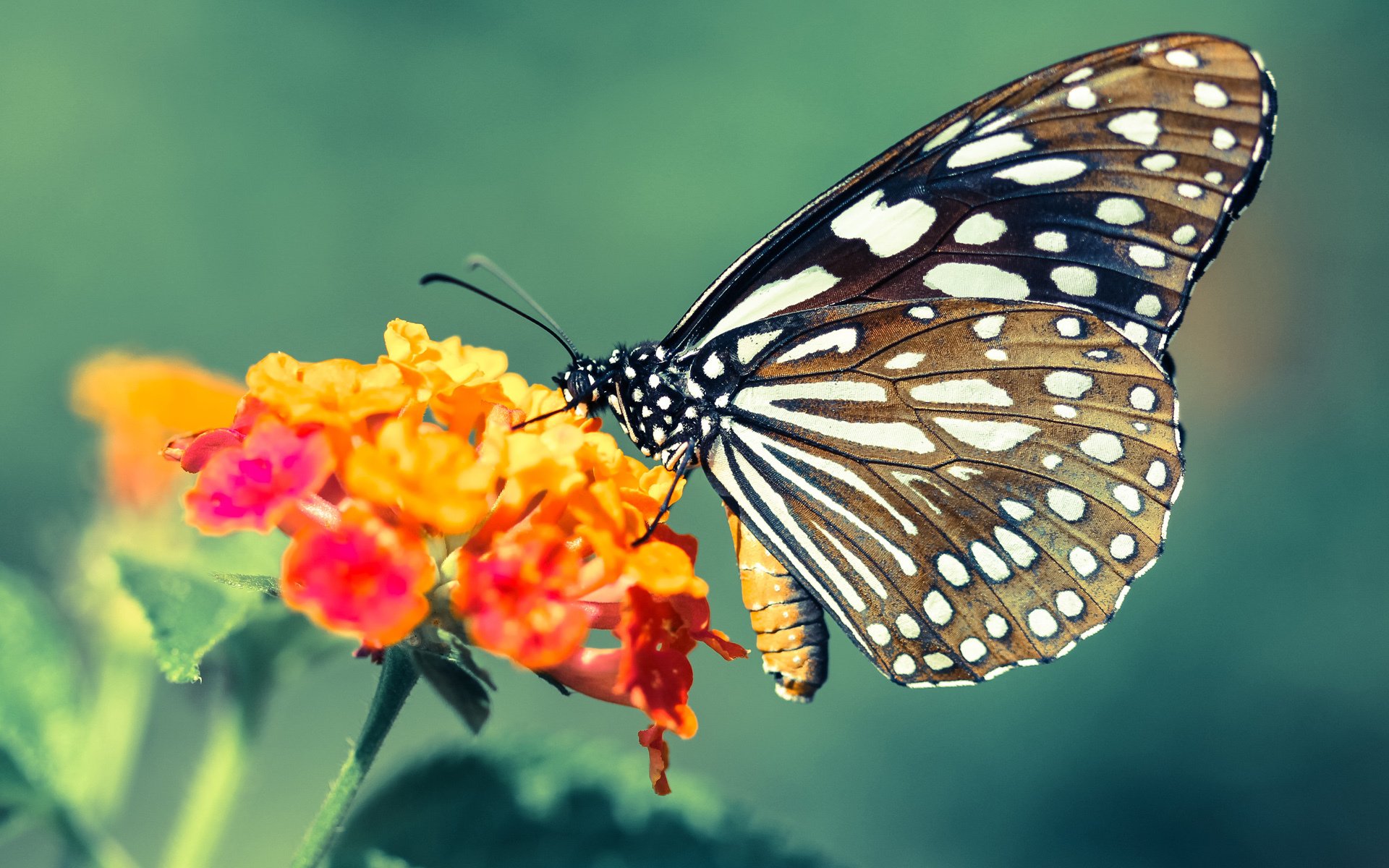 爱游戏app下载-卡萨斯精准换泳成夺冠关键，卡萨斯主教