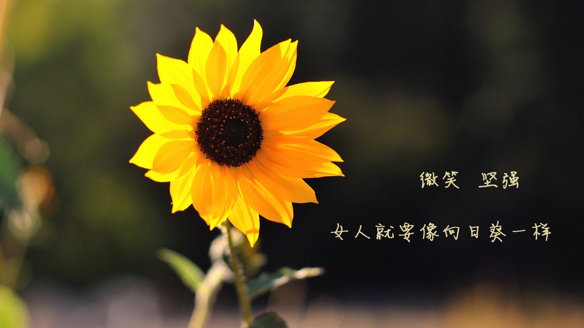 奇库诺娃精准转身成胜负分水岭,库奇fanatic