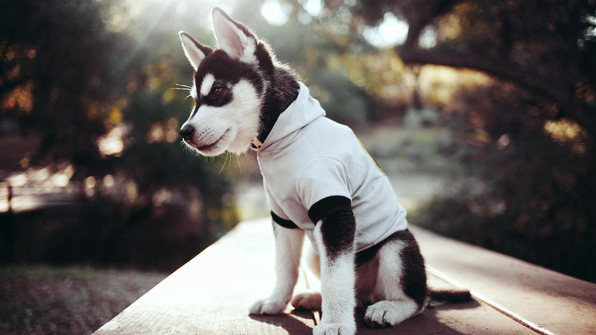 威少表示将继续提升组织效率帮助球队,威少发挥