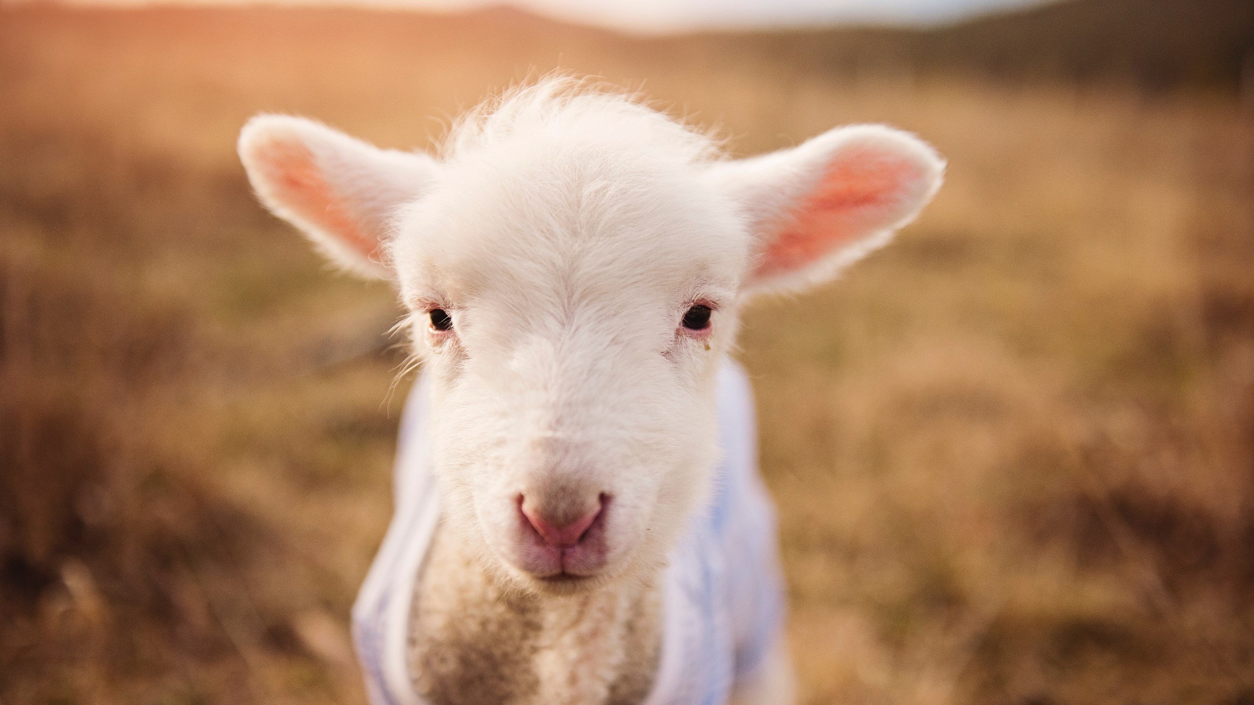 尤文图斯中场引援成功,球队实力增强