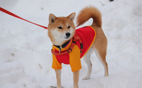 弗朗索瓦·霍尔茨豪伊泽:南非羚羊队的战术布置者,传球精准如雕刻