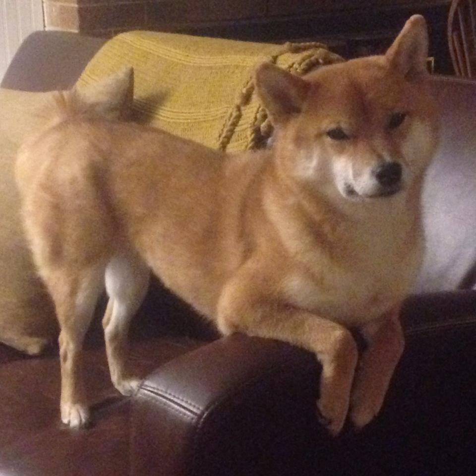 爱游戏体育娱乐-恩多比·恩乔引领南非队攻城拔寨，挑战世界冠军，恩多牧业官网