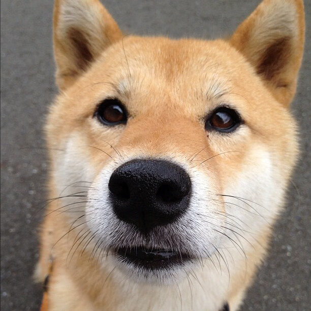 托里·哈斯克展现新生代游泳实力,托马斯·哈里斯