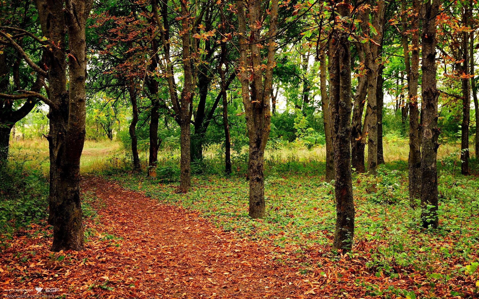 波兰女篮在国际邀请赛中展现强大攻势,赢得关注