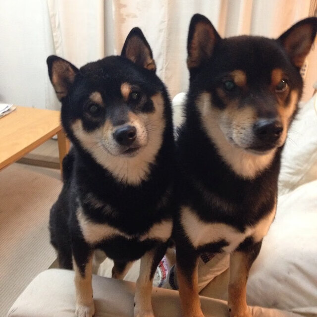 爱游戏app活动-波兰男篮在欧洲预赛中表现出色，提前晋级到世界大赛，波兰男篮强吗