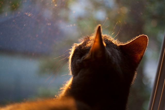 爱游戏app下载-网球训练科技化设备正式投入使用，网球训练器品牌推荐