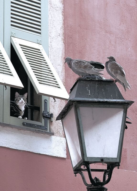 美国男篮在世界杯决赛中逆转夺冠,连续三次成为世界冠军,美国男篮 夺冠