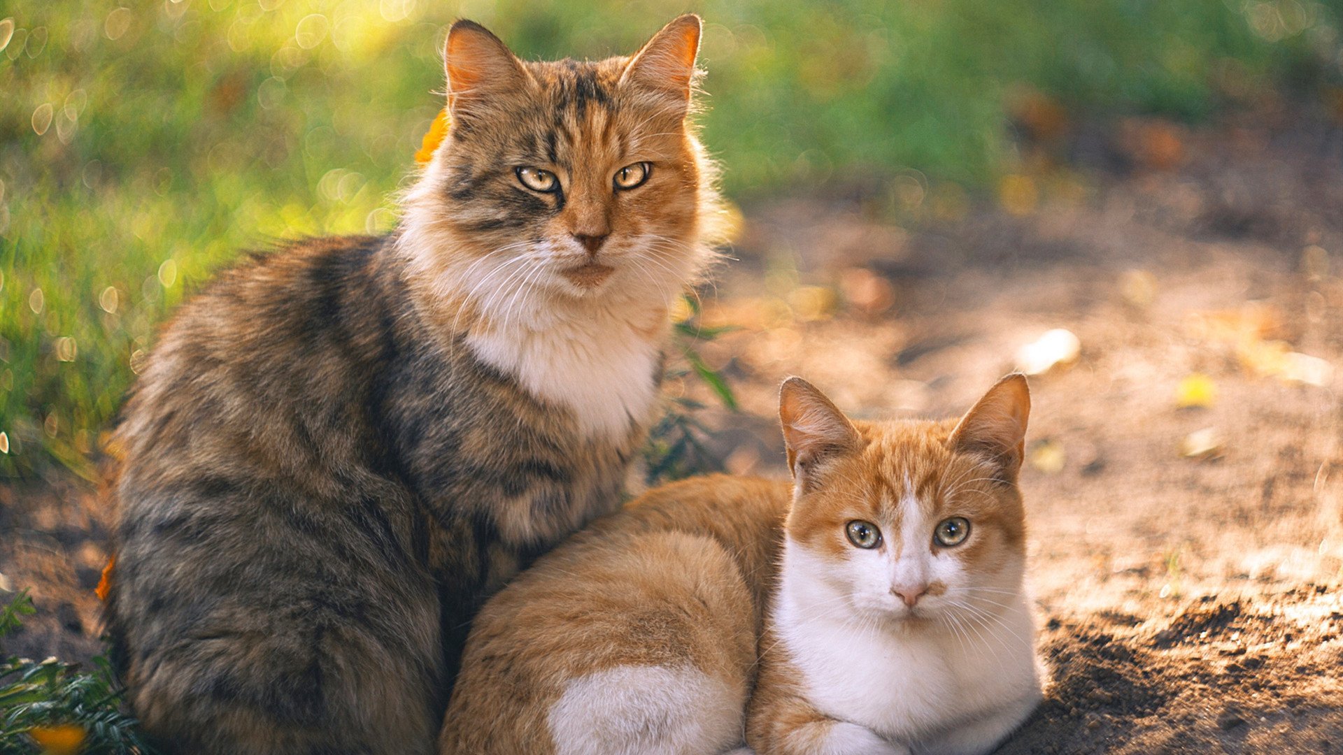 跳水动作标准希腊成功晋级,希腊跳水运动员